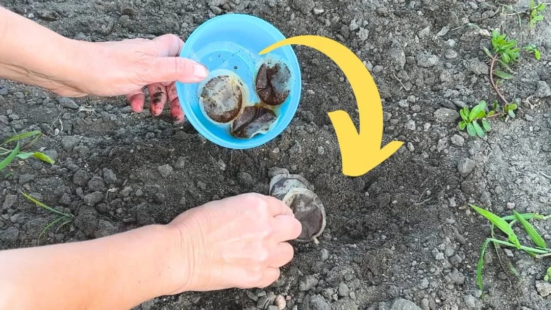 Jak wykorzystać przeterminowaną herbatę? Praktyczne i zaskakujące zastosowania